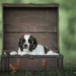 911e6a57-5a05-4592-9c0c-36a073ac411d